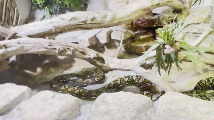 【镜头合集】爬虫爬行动物馆里的黄金蟒