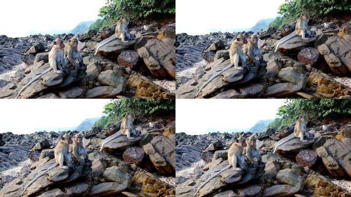 泰国的猴子猴群野外