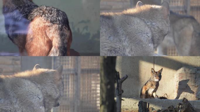 【镜头合集】动物园里的藏狐和狼  (1)