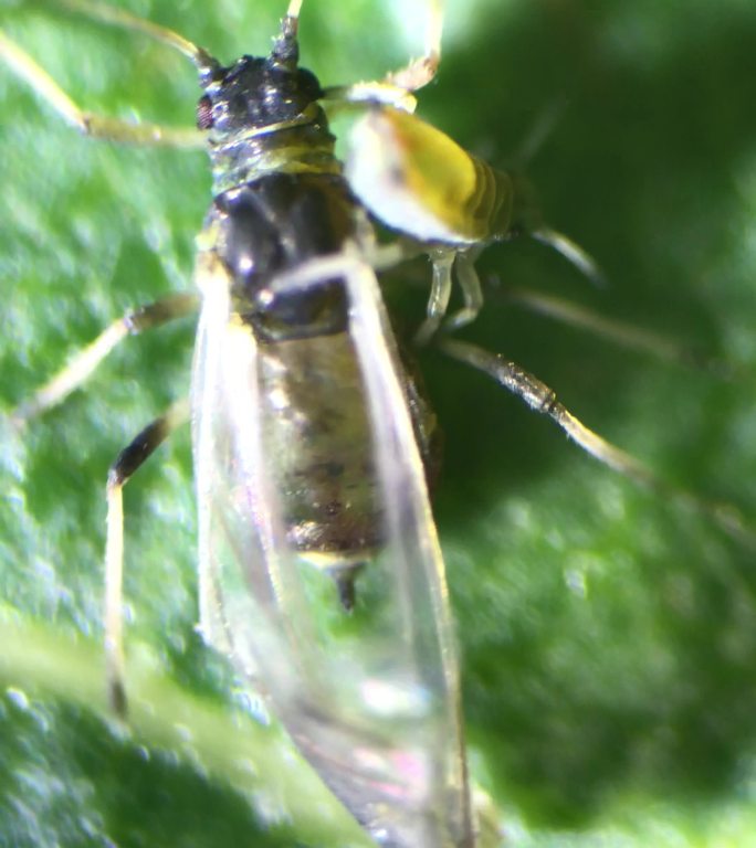 自媒体素材 显微镜下的蚜虫5