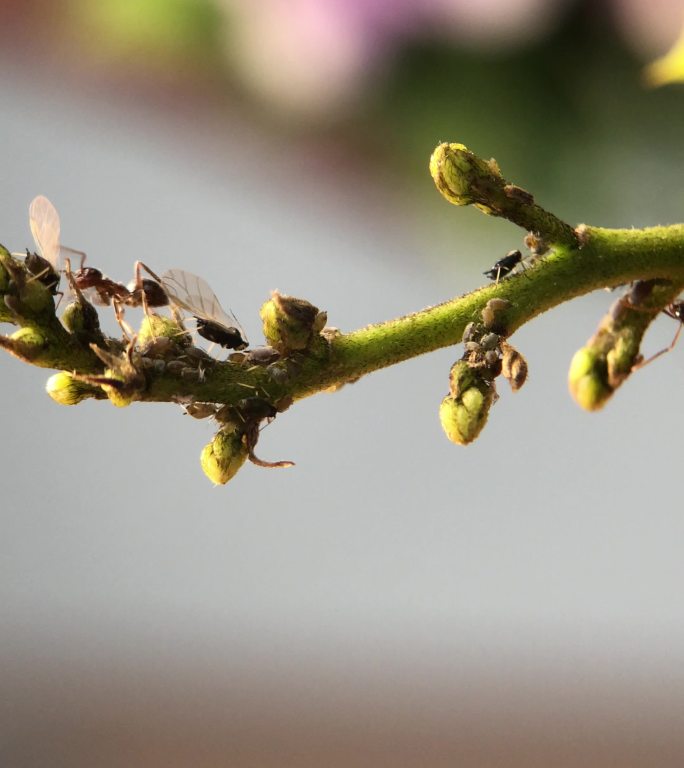 微距摄影 在枝叶上的蚂蚁和蚜虫6