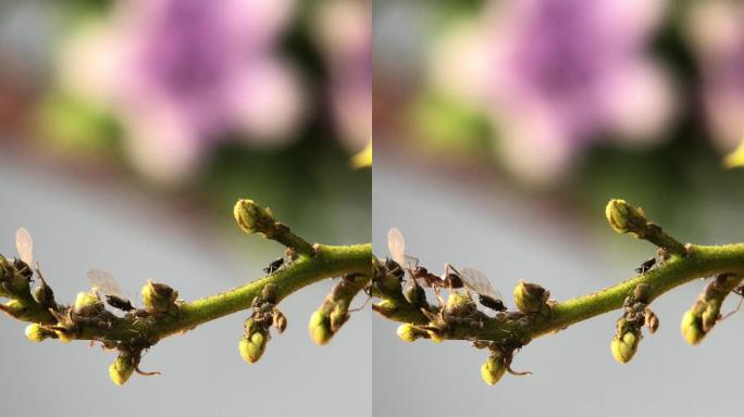 微距摄影 在枝叶上的蚂蚁和蚜虫6