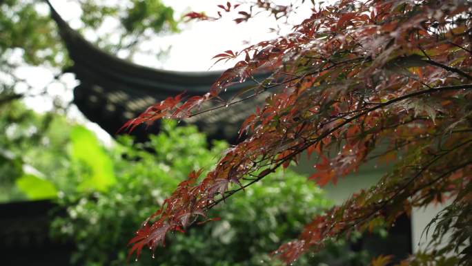 雨后的江南庭院