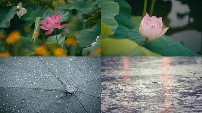 4k雨后的植物雨滴空镜头