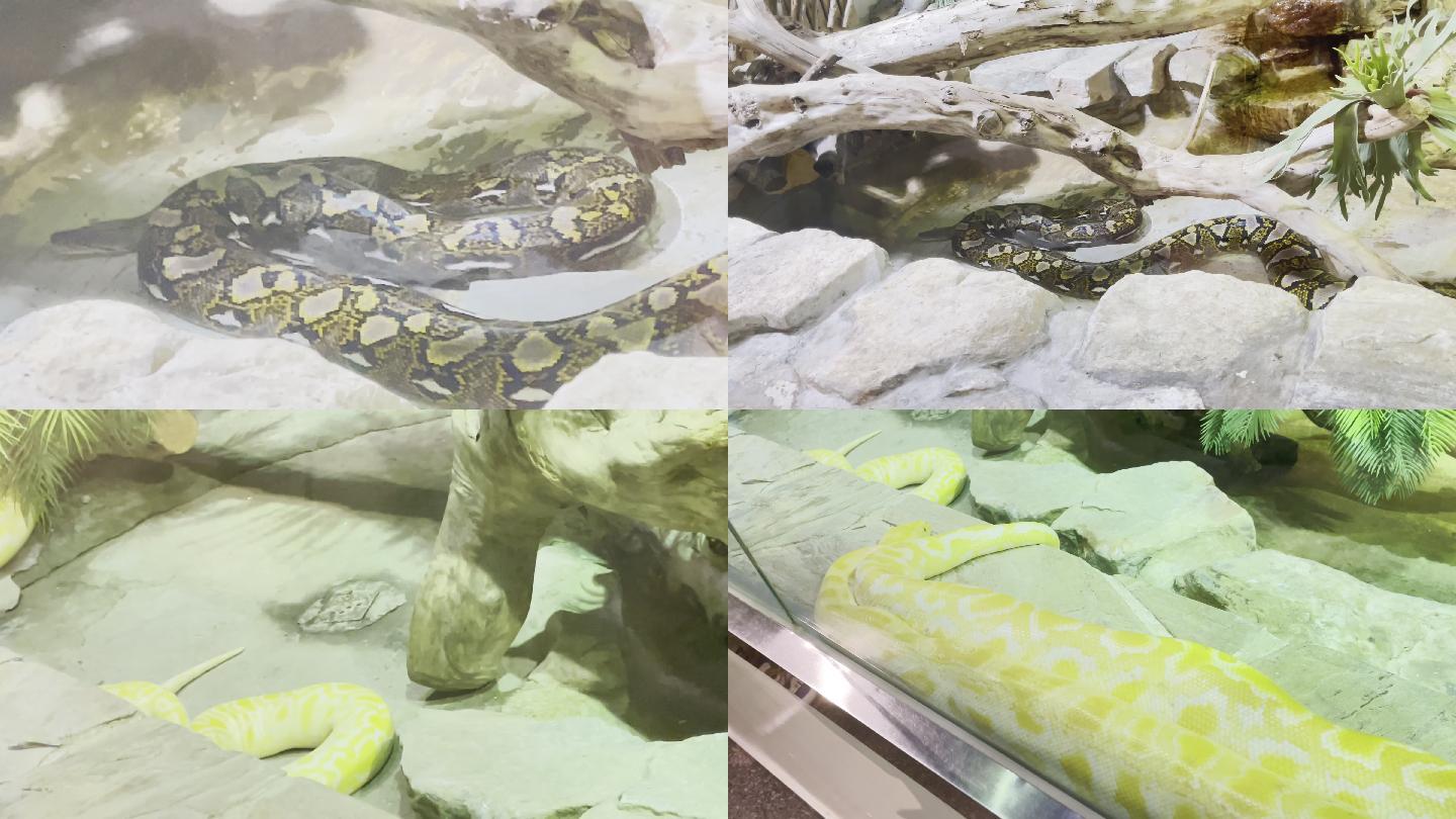 【镜头合集】爬虫爬行动物馆里的黄金蟒