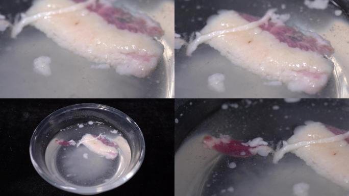 【镜头合集】模拟胃液消化肉类消化系统