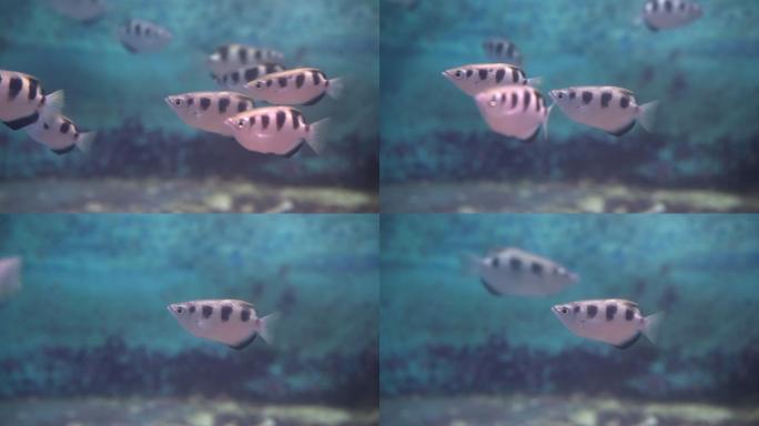 条纹箭鱼（Toxotes jaculatrix）仍在蓝色鱼缸中游泳