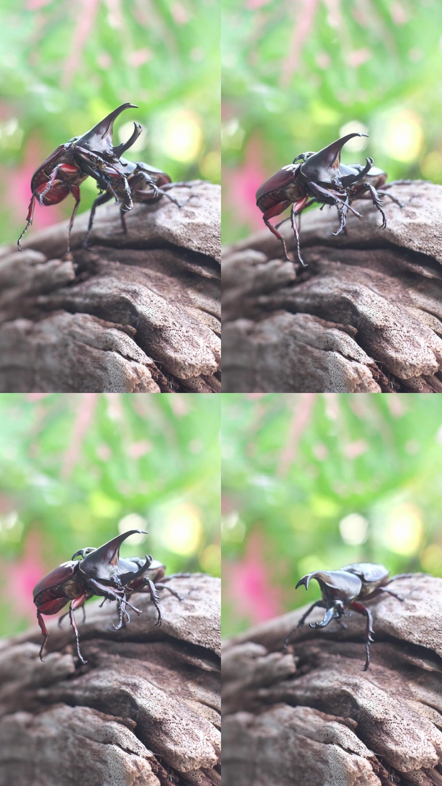 雄性犀牛甲虫用角来压制对手，使其失去平衡，并用力量恐吓对手。
