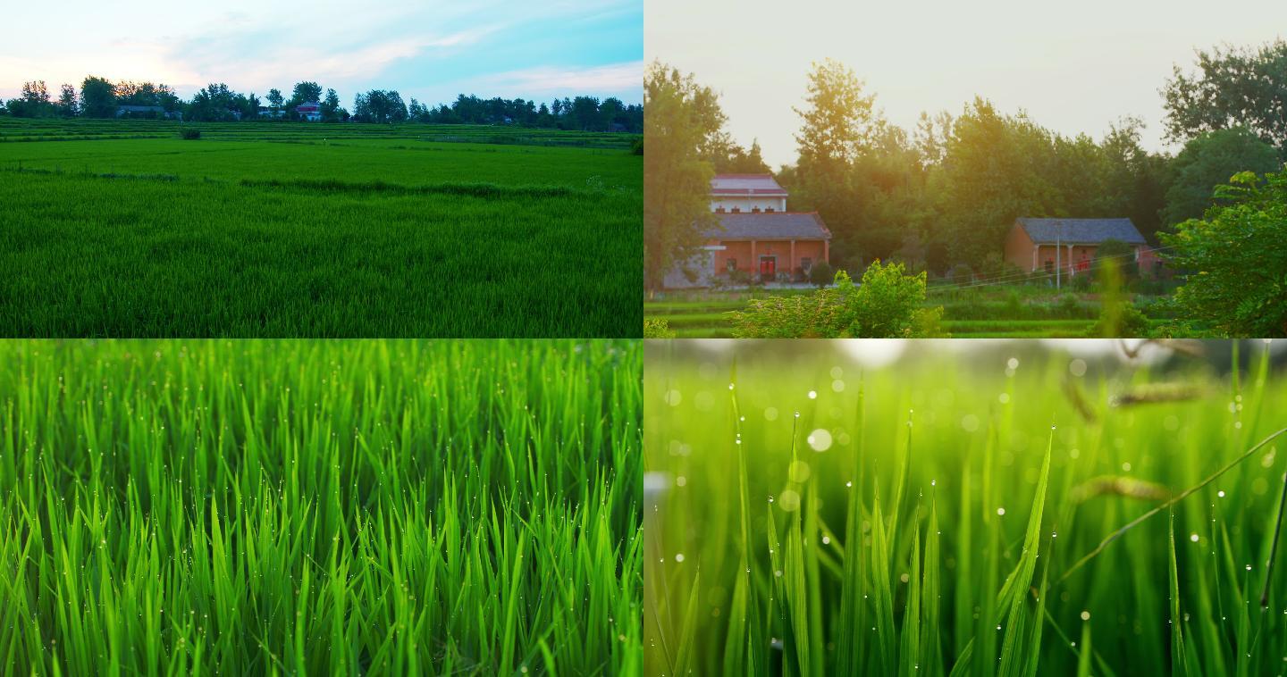 水稻田园美丽乡村清晨风光