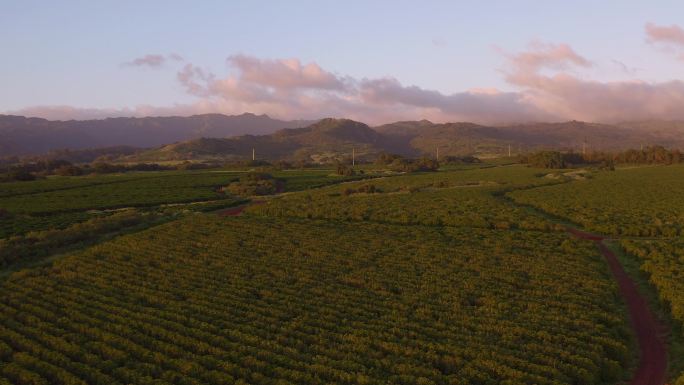 考艾岛农业大自然绿色农村