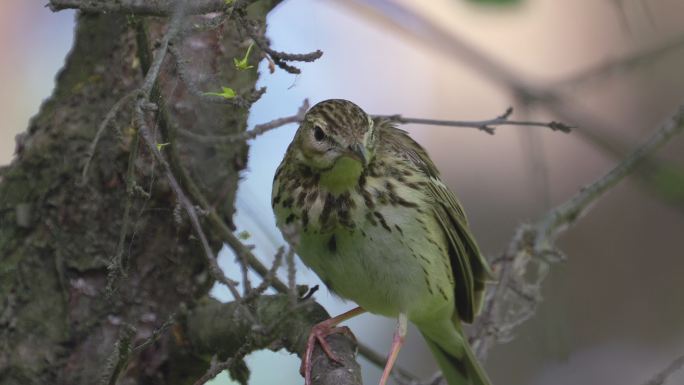 鸟树琵琶（Anthus tritilis）坐在一棵干枯的树上休息。