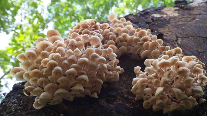 原木上的蘑菇野生蘑菇菌类