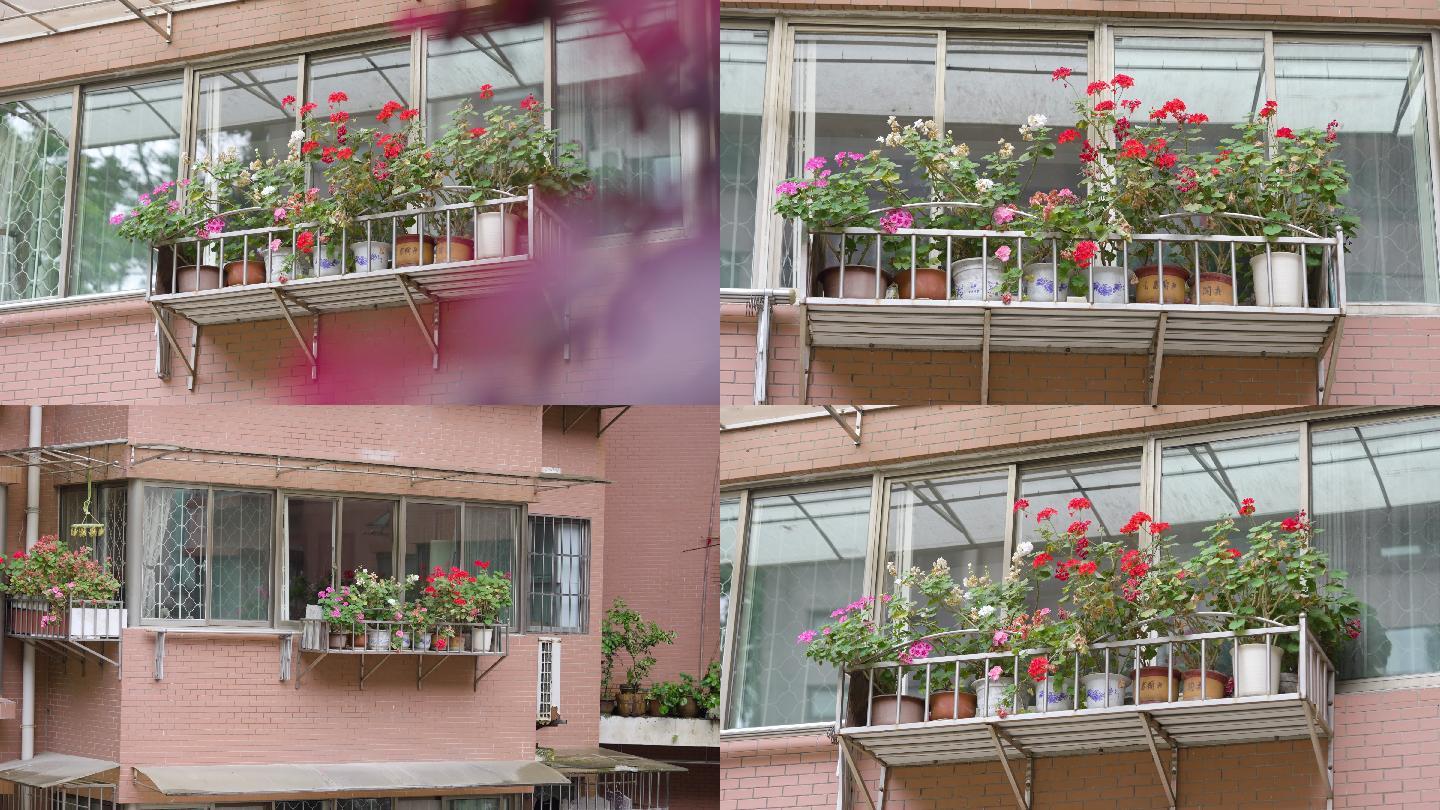 窗户阳台种花+已调色