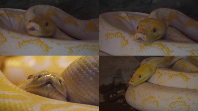 【镜头合集】盘在一起的蟒蛇黄金蟒特写舌头