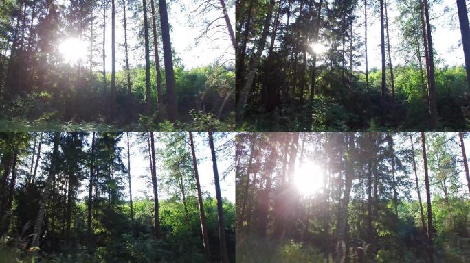 车窗外的森林和树木4K