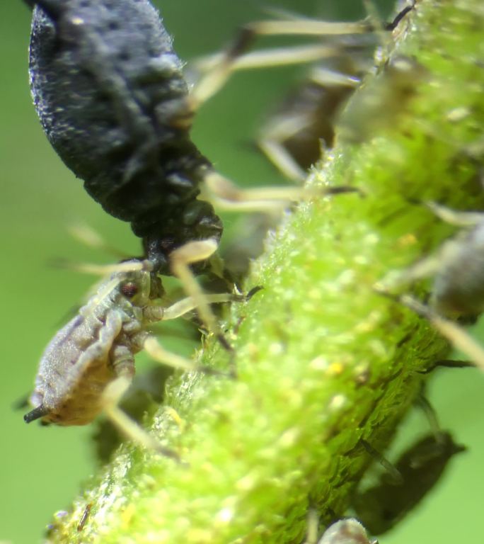 自媒体素材 显微镜下的蚜虫10