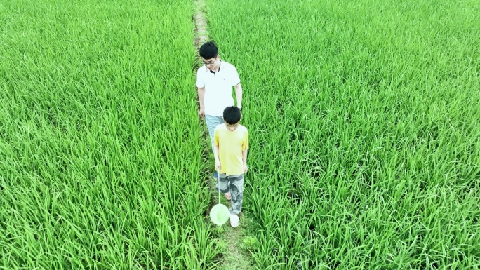 4K父子俩走在绿色稻田中拿网兜捕虫