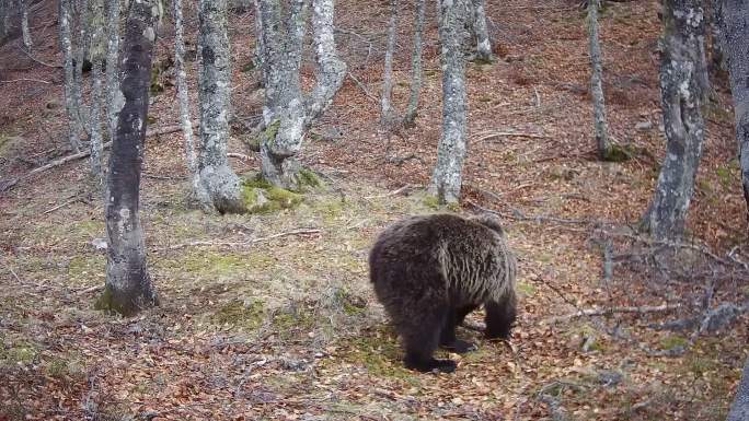 一只熊在树叶中打滚的轨迹摄像机镜头