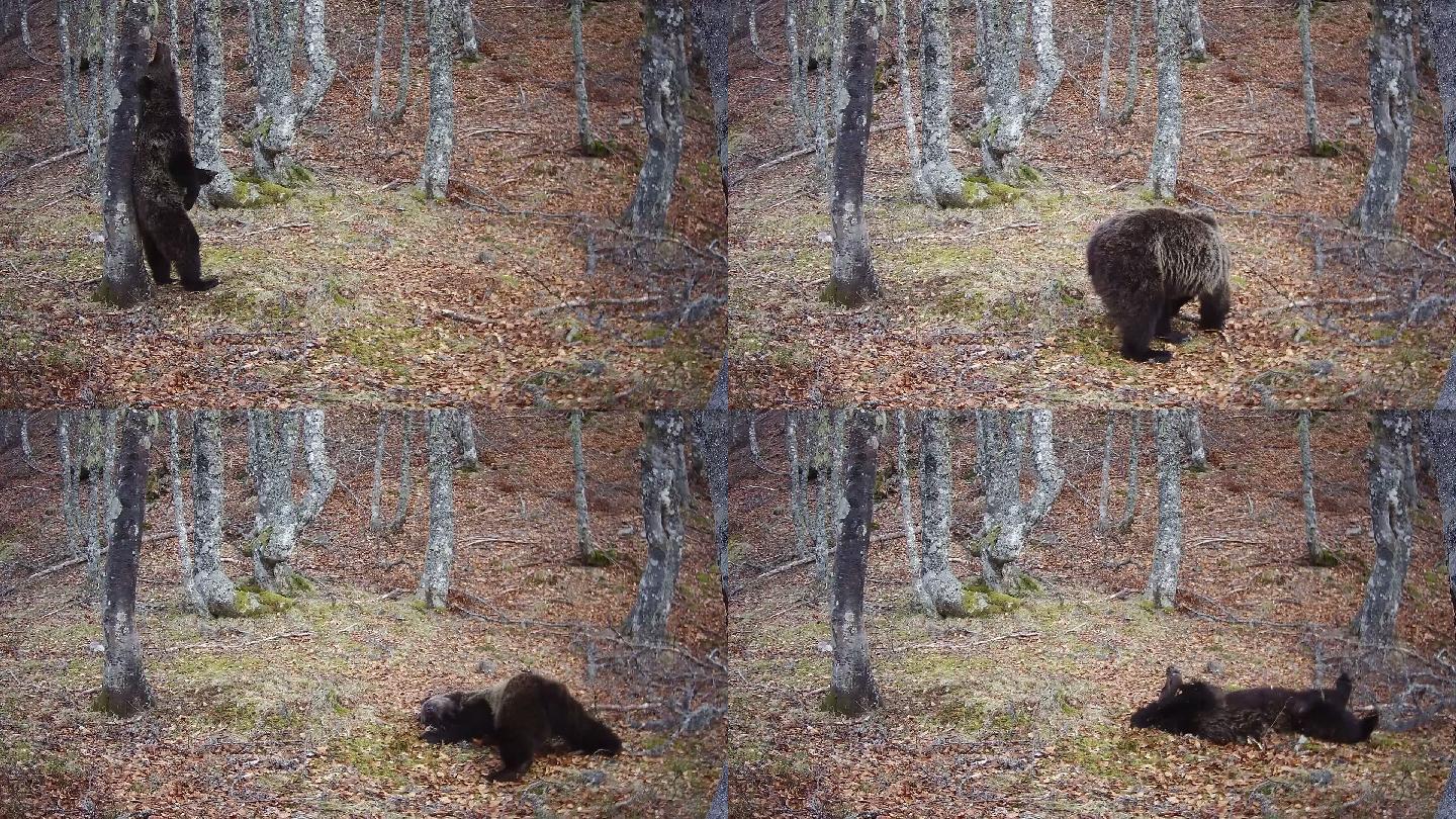 一只熊在树叶中打滚的轨迹摄像机镜头