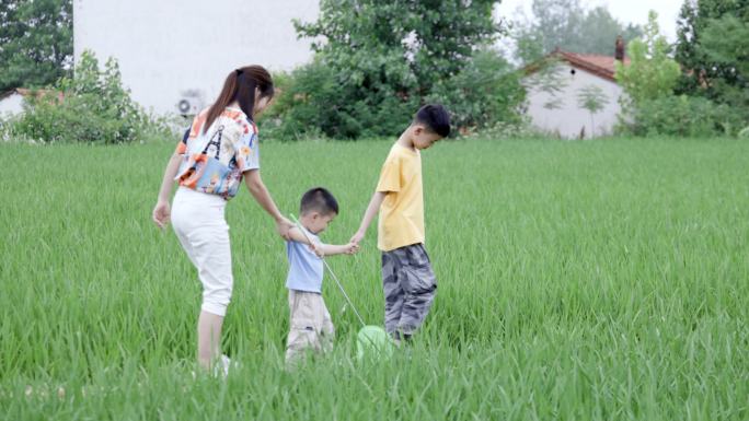 4K母子三人在稻田行走