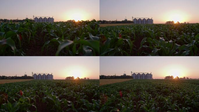 日落时的玉米田和筒仓