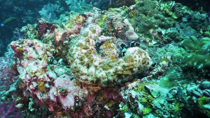 泰国以水下珊瑚礁为食的海参