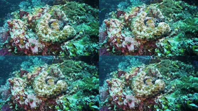 泰国以水下珊瑚礁为食的海参