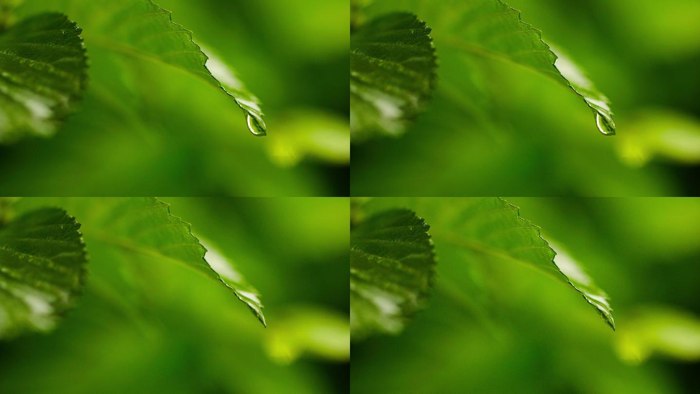 雨中树叶特写-雨滴水滴