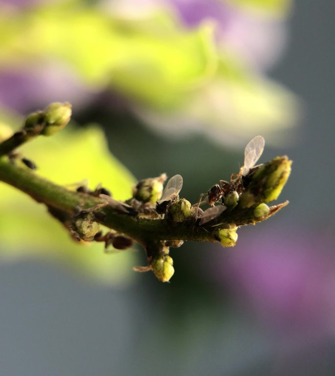 微距摄影 在枝叶上的蚂蚁和蚜虫5