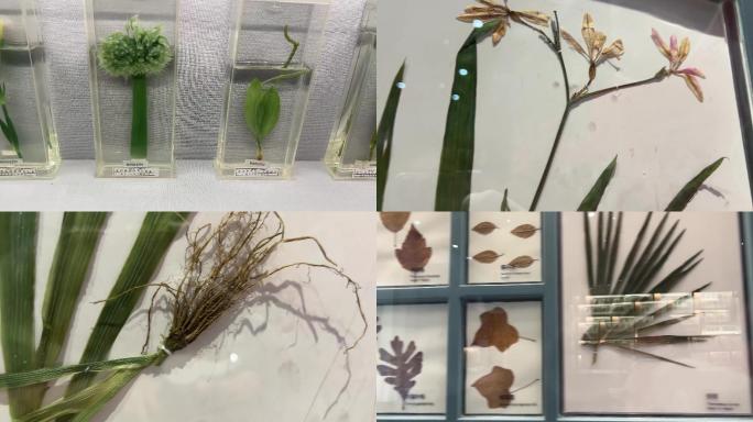 【镜头合集】装饰用植物标本生物标本