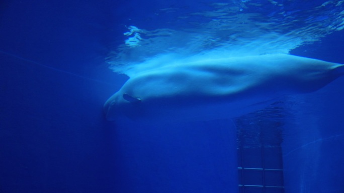 极地海洋乐园白鲸畅游