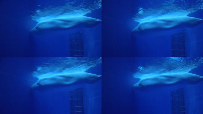 极地海洋乐园白鲸畅游