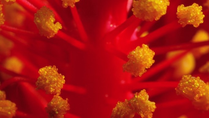 随时间推移出现的芙蓉花粉