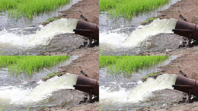 水从管道猛烈地冲入绿色稻田的特写镜头。