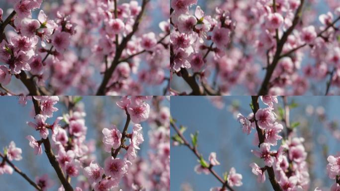 盛开的桃树桃花朵朵开桃花瓣桃花林