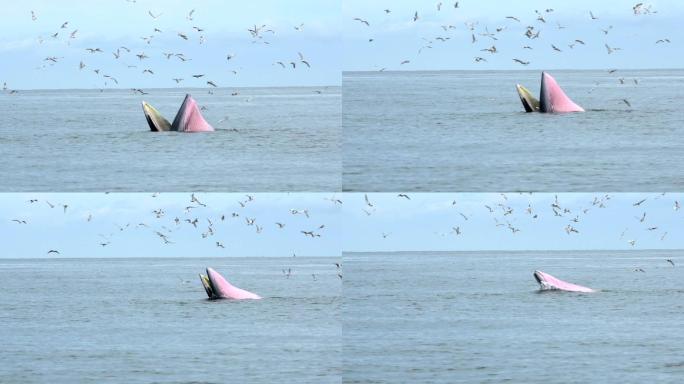 布莱德鲸，伊甸鲸，在泰国湾吃鱼。
