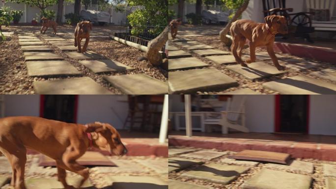 可爱的脊背小狗在家里的花园里玩耍的4k视频片段