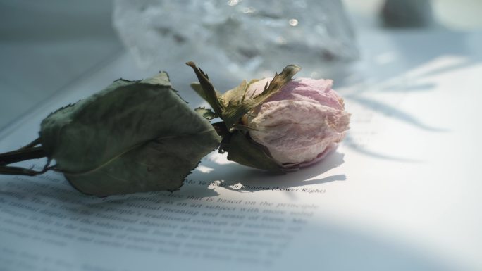 一支枯萎的玫瑰