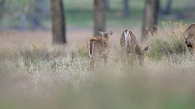 科罗拉多州骡鹿生性胆小警惕性强