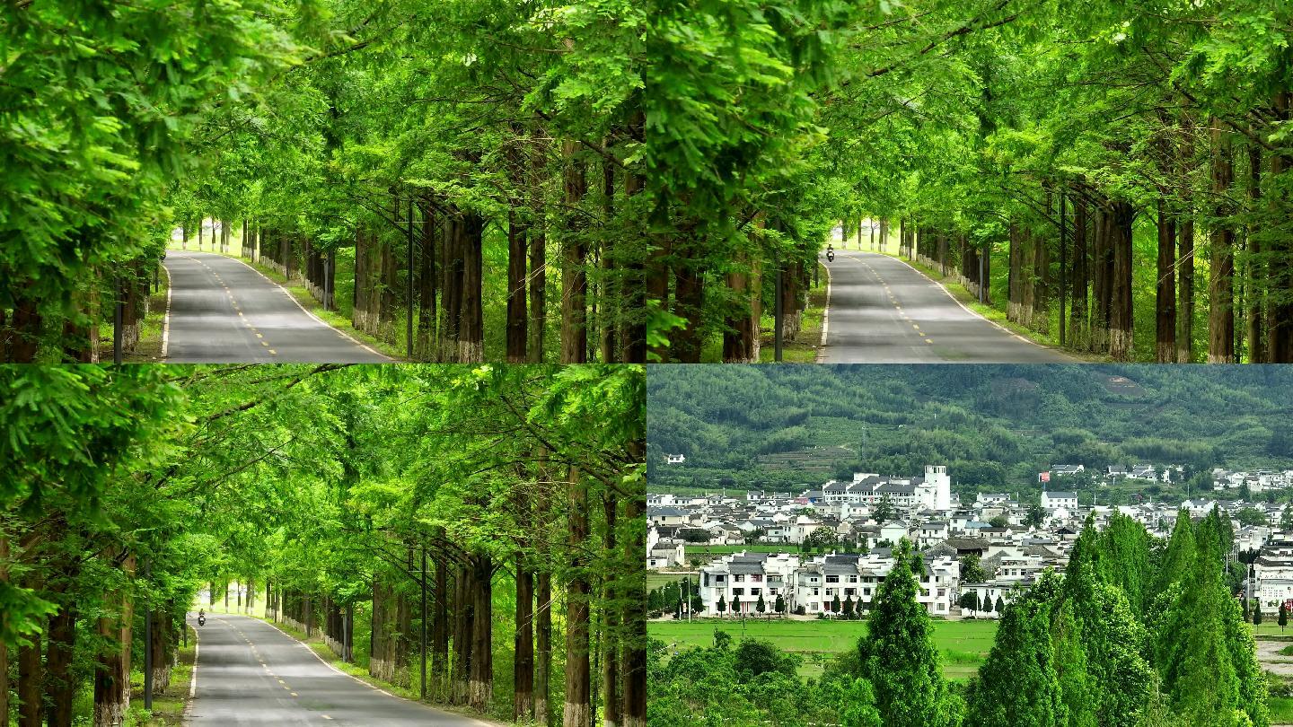 4K实拍美丽乡村道路树林风景