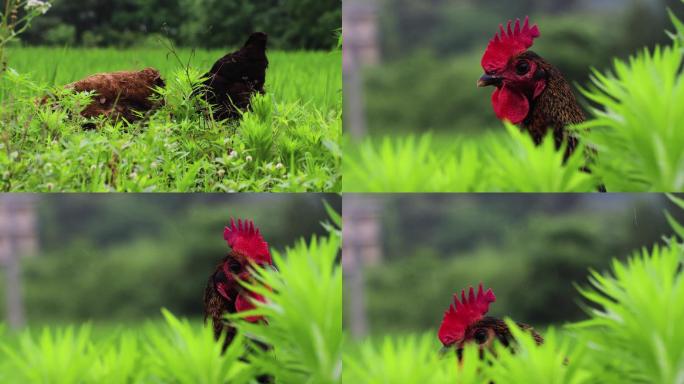 高清实拍田园鸡视频