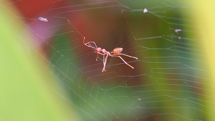 蜘蛛网中的红蚂蚁捕食运动