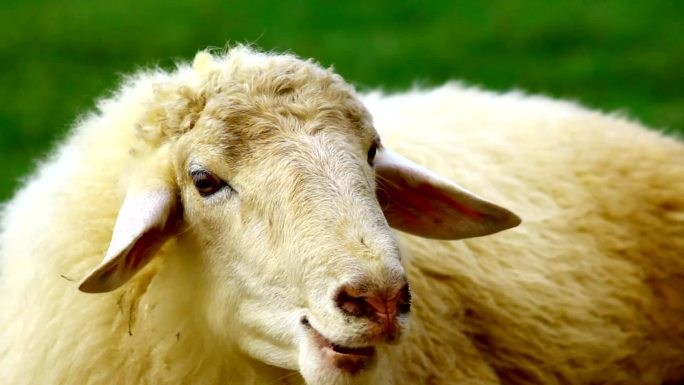 绿地里的羊牧业牧羊牛羊