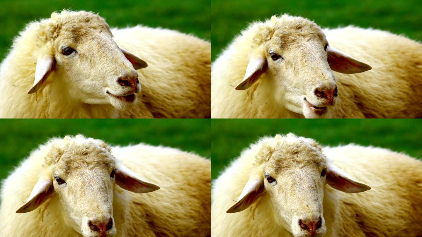 绿地里的羊牧业牧羊牛羊