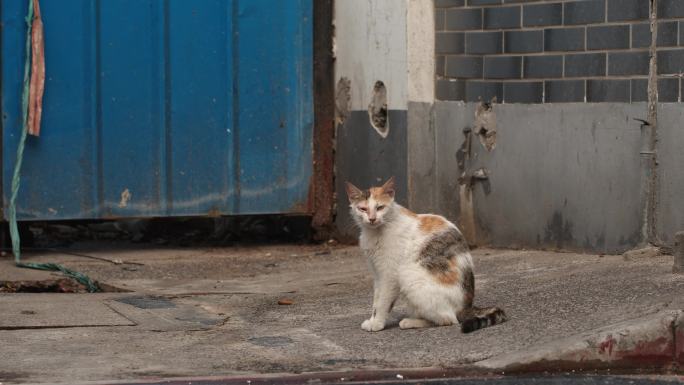 街角的流浪猫