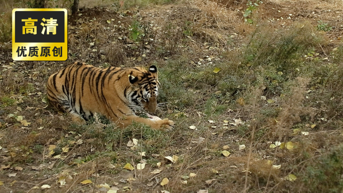 野生老虎狮子吃肉捕食 野生动物园