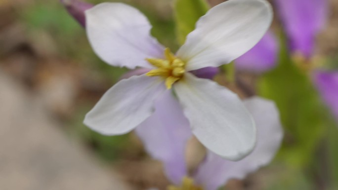 【镜头合集】微距野花紫色藕荷色小花朵