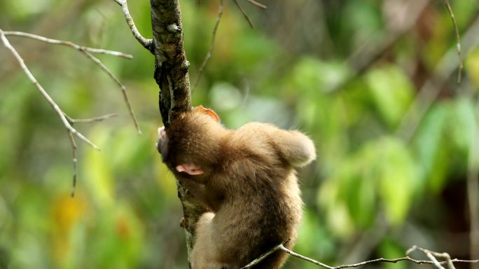 猴宝宝生活在泰国考艾国家公园的天然森林中
