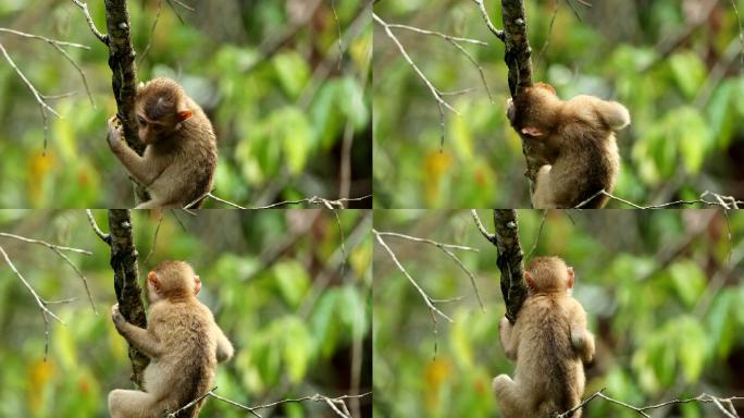 猴宝宝生活在泰国考艾国家公园的天然森林中