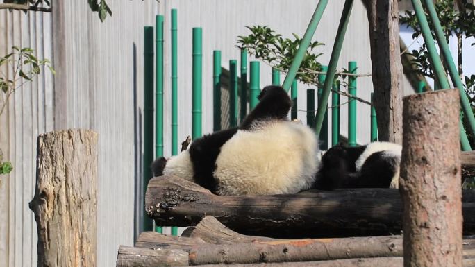 卧龙熊猫基地熊猫玩耍嬉戏